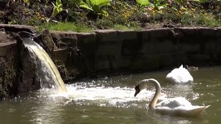 Les cygnes du Parc de la Dodaine  Nivelles [upl. by Doraj78]