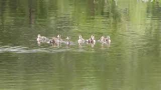 Spotbilled Duck with its Chicks [upl. by Abehshtab]