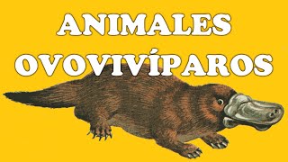 Animales ovovivíparos y sus características [upl. by Marr]