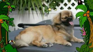 Tibetan Spaniel 8 months old Rico [upl. by Annotahs394]