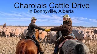 Cattle Drive at the Tellier Bar LD Ranch  Bonnyville Alberta [upl. by Piderit]