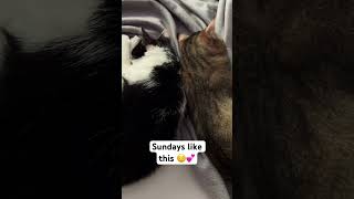 Sundays like this relax sundaymood youtubeshorts catshorts [upl. by Abel]