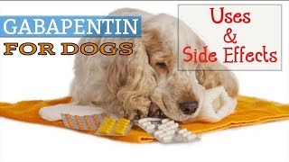 Learn About Gabapentin Dog Dosage [upl. by Attenyl862]