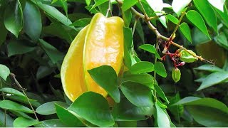 Star Fruit TREE with plenty fruits and flowers in Costa Rica aka Carambola Fruit [upl. by Arym423]