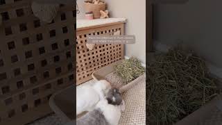 How to Care for Your Rabbits Pt 4  How to Litter Train your Rabbits  Cleaning  Hygiene  Pet Care [upl. by Meggi933]