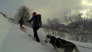 Ski joëring avec Kinley mon husky [upl. by Possing]