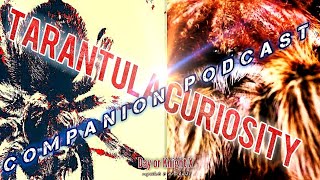 Tarantula Curiosity  COMPANION PODCAST  Why Tarantulas Are So Unique amp Important [upl. by Spohr]