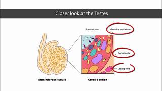 12DaysinMarch Testicular Tumors for USMLE Step One [upl. by Mamie]