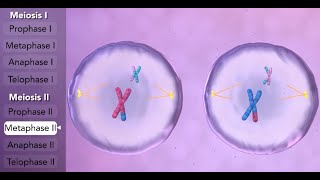 Mitosis and Meiosis [upl. by Silvers]