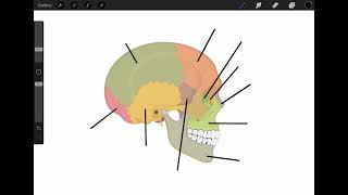 Cranial amp Facial Bones  Lateral View [upl. by Claretta]