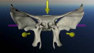 Sphenoid in craniosacral movement [upl. by Uv]