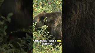 The Grizzly Bear animalsfactsbeargrizzlybearhibernationecosystemforestlikesubscribe [upl. by Rodney]