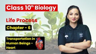 Life Processes  Transportation in human beings  Heart  Class 10 Biology Chapter 6 [upl. by Philipines505]