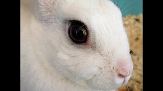 Effect of Drugs on Rabbit Eye Mydriasis and miosis activity [upl. by Horick888]