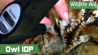 TONOVET testing on a owl with head trauma [upl. by Ollehcram]