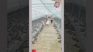 frog farming farming frog viral [upl. by Naliorf]