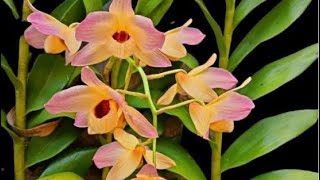 Dendrobium moschatum [upl. by Brew]