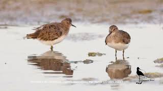 Corrrelimos de Temminck  calidris temminckii  en el Mar Menor [upl. by Nova]