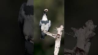 Belted kingfisher with another catch [upl. by Ardnaet]