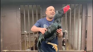 Bills King Shamo Chicken Breed in UK [upl. by Scharff598]