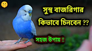 সুস্থ পাখি চেনার সহজ উপায়  বাজরিগার পাখি পালন  pakhi palan  Riju Pets Vlog [upl. by Neerbas315]