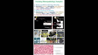 Staining Histopathology Samples geneticteacher [upl. by Viradis373]