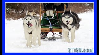 HUSKIES GO DOG SLEDDING  Oakley can Pull the Sled [upl. by Twyla]