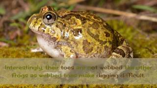 12 Interesting Facts you May Not Know About Burrowing Frog [upl. by Lenette]