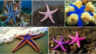 Starfish for Kids with Pronunciation  and with Photos   Sea Animals [upl. by Boar]