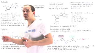 Nucleosides and Nucleotides [upl. by Chance628]