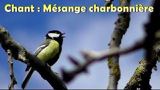 MESANGE CHARBONNIERE  Chant dOiseau [upl. by Luci]