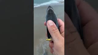 remora fish shortvideo [upl. by Esereht]