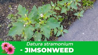 Jimsonweed Everything you need to know about Datura Stramonium Identification amp Removal [upl. by Annahsohs]