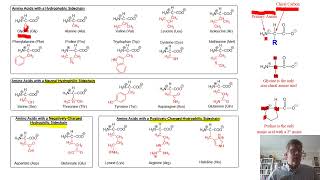 Biochemistry Lecture 6 [upl. by Wyck]