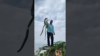 వీటి కోసం గోడ ఎక్కాడు😳stem harvesting dragonfruit [upl. by Tobit]