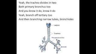 Respiratory System Song by MrParr [upl. by Telford]