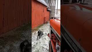 Hauling Hay With The 686 International Tractor farming agriculture tractor life farmlife cows [upl. by Jeffries668]