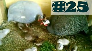 25  Małe perliczki standardowe i lawendowe  pisklaki perliczek  guinea fowl [upl. by Annahsal675]