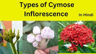 Cymose Inflorescence and it’s types in Hindi Types of Cymose inflorescence class 11 [upl. by Zinnes]