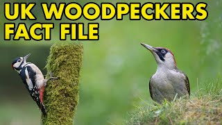 British Woodpeckers Fact File British Wildlife Facts [upl. by Johan6]