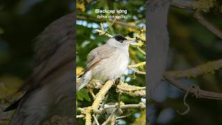 Blackcap warblers tuneful song  UK Bird Sounds shorts [upl. by Yedoc621]