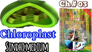 Chloroplast 11th class [upl. by Ocsicnarf]