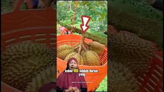 Durian gundul ada log guys di indo infounik short shortvideo youtubeshorts videounik [upl. by Alfeus]