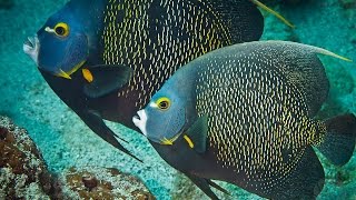 Cozumel Mexico Diving French Angelfish [upl. by Ajak928]