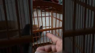 Ciblek semi gacorrr  ciblekkristal short video burung koloniburung [upl. by Rhodes]