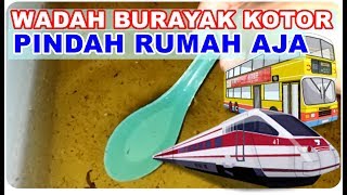 Cara Membersihkan Kolam Burayak Ikan Cupang Yang Kotor [upl. by Tserrof429]