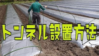 19425 雨後の圃場の様子とトンネル栽培方法・とうもろこし畝立て＃659 [upl. by Pancho]