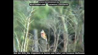 Bluthänfling Hänfling  Carduelis cannabina [upl. by Enila]