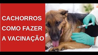 🐶 Calendário de Vacinação do Cachorro A Vacinação em Cães A Importância de Vacinação em Cães [upl. by Ozzie139]