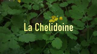 La Chélidoine comment vous débarrasser de vos verrues gratuitement [upl. by Cliffes]